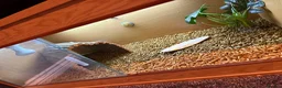 Hermann Tortoise reptiles for sale: Adult Female Hermann’s Tortoise. Full Setup in Saint Helens - Advert 9