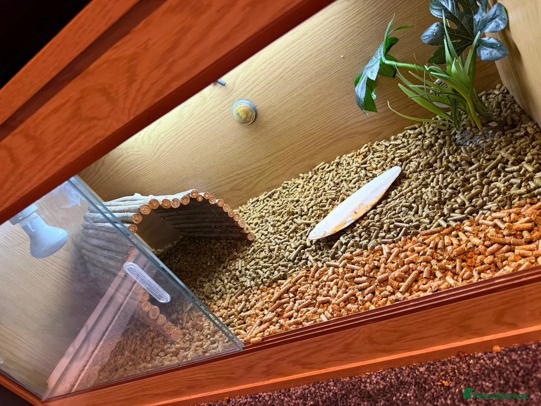 Hermann Tortoise reptiles for sale: Adult Female Hermann’s Tortoise. Full Setup in Saint Helens - Advert 9