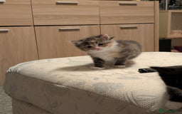 Mixed Breed cats for sale: 4 beautiful kittens for sale  - Image 22