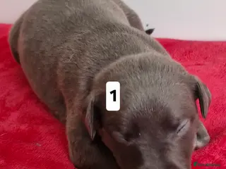 Whippet dogs Pedigree Whippet Blue Puppies - Advert 5