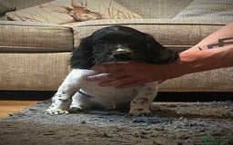 English Springer Spaniel dogs for sale:  Bw Springer spaniel puppies  - Advert 9