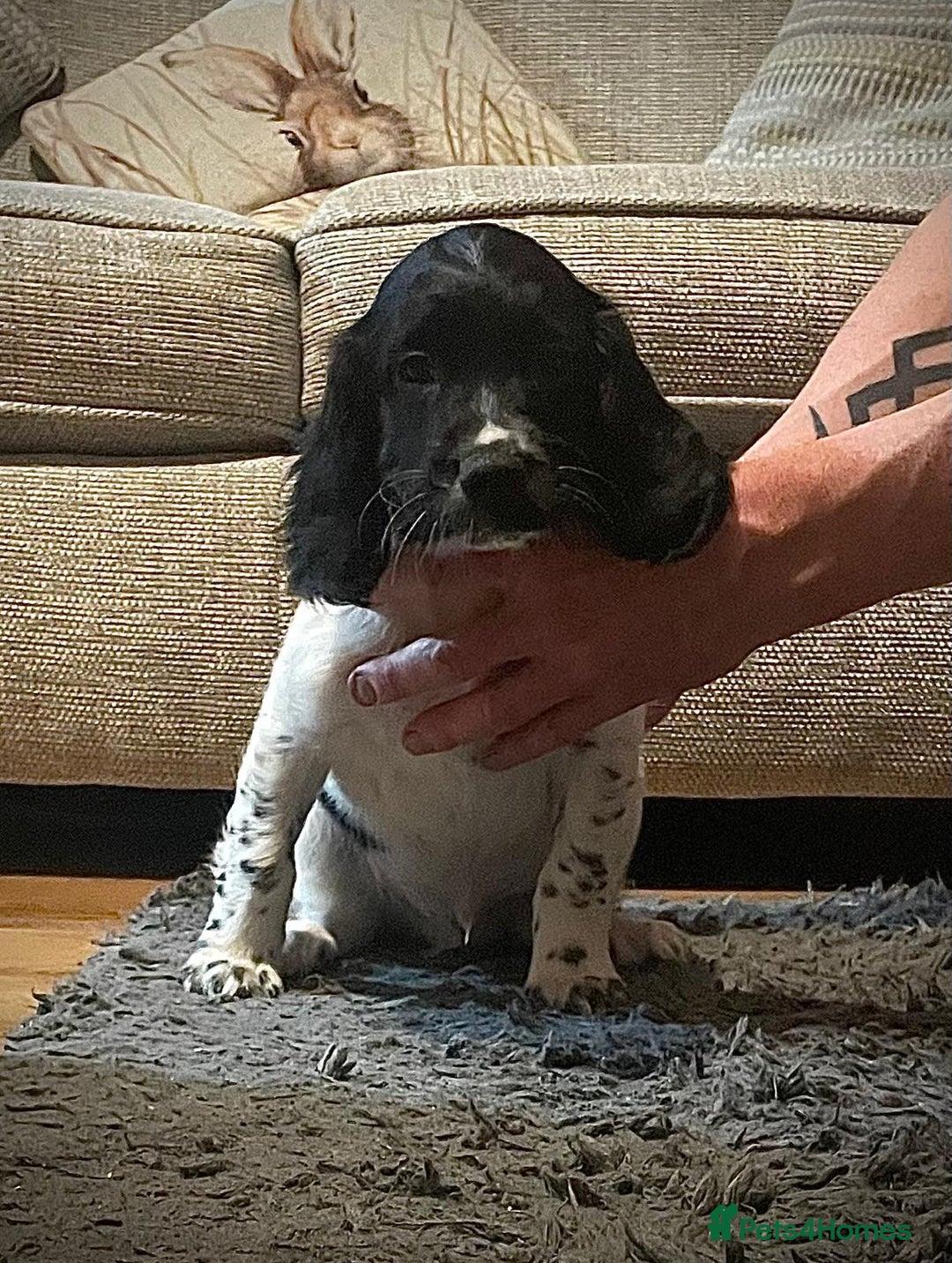 English Springer Spaniel dogs for sale:  Bw Springer spaniel puppies  - Advert 9