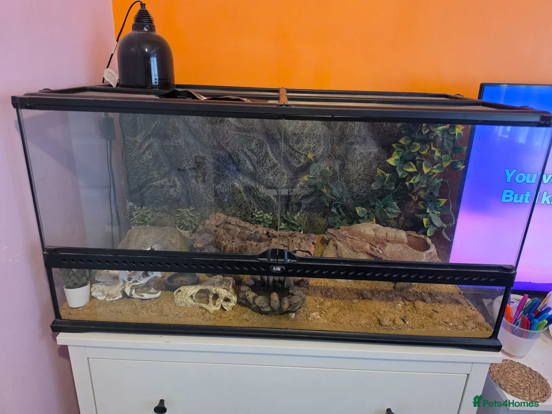 Gecko reptiles for sale: Gecko full set - Advert 2