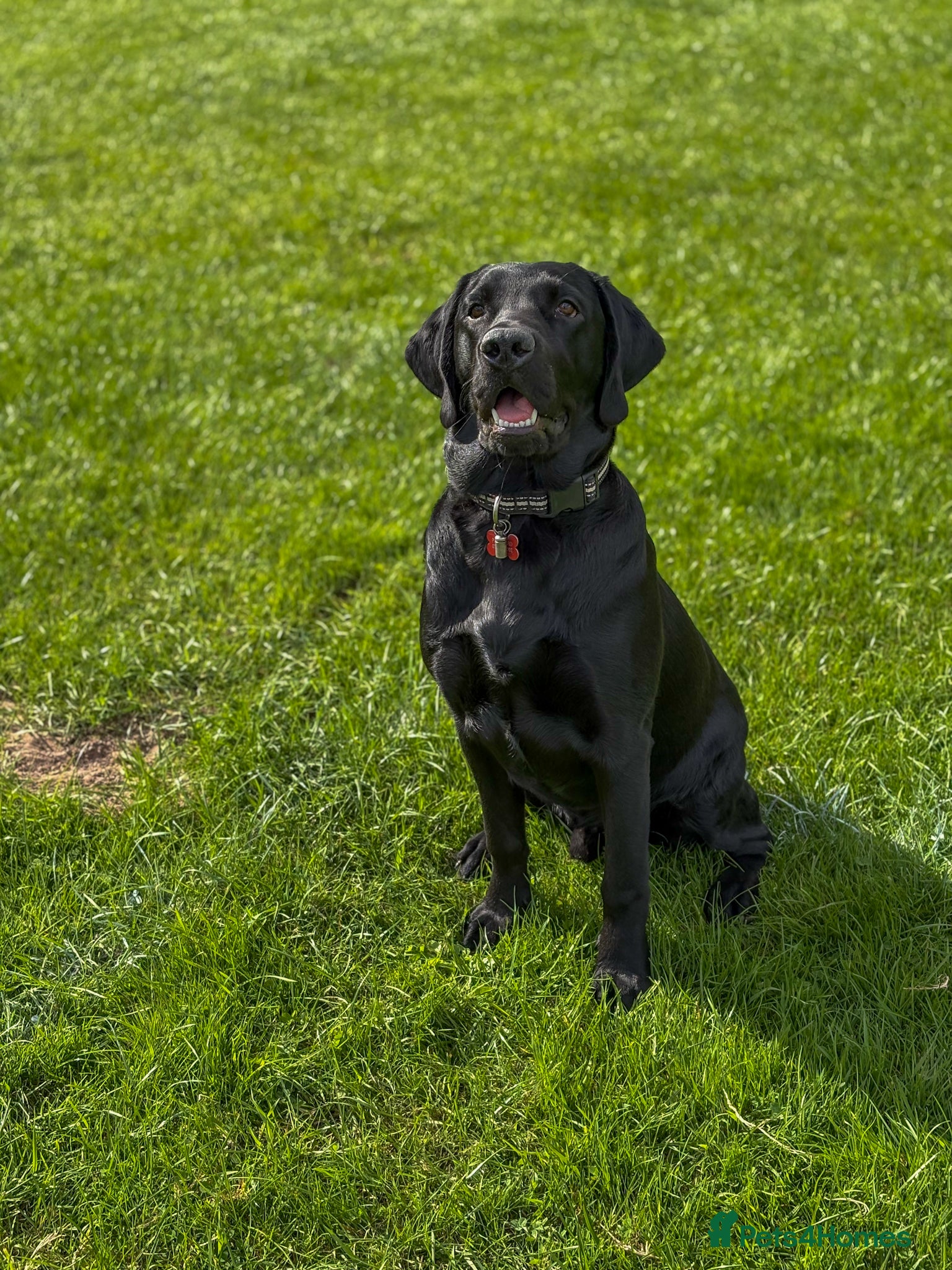 Labrador Retriever dogs Black Labrador (1 year old)  - Advert 1
