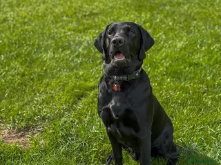 Labrador Retriever dogs Black Labrador (1 year old) - Advert 1