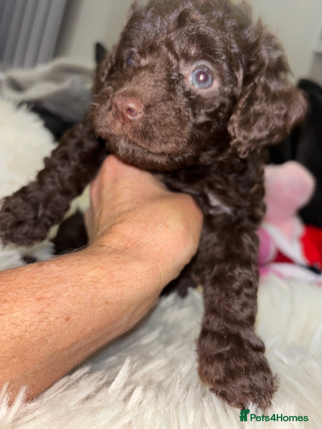 Cockapoo dogs for sale: 5 cockapoo puppies for sale 4 boys and 1 girl  - Advert 2