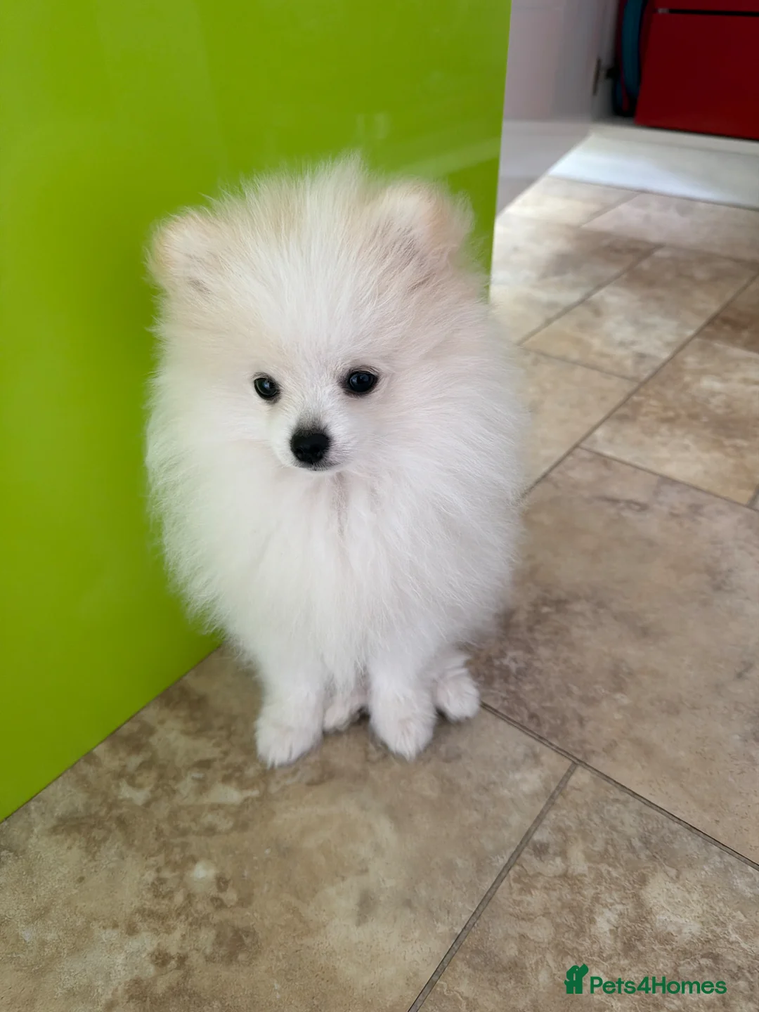 Pomeranian dogs for sale: Mrs Heather Small in Wantage - Advert 5