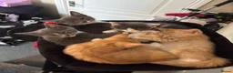Mixed Breed cats for sale: 3 babies left! - Advert 3