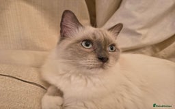 Ragdoll cats for sale: PEDIGREE RAGDOLL TICA REGISTERED - Image 5