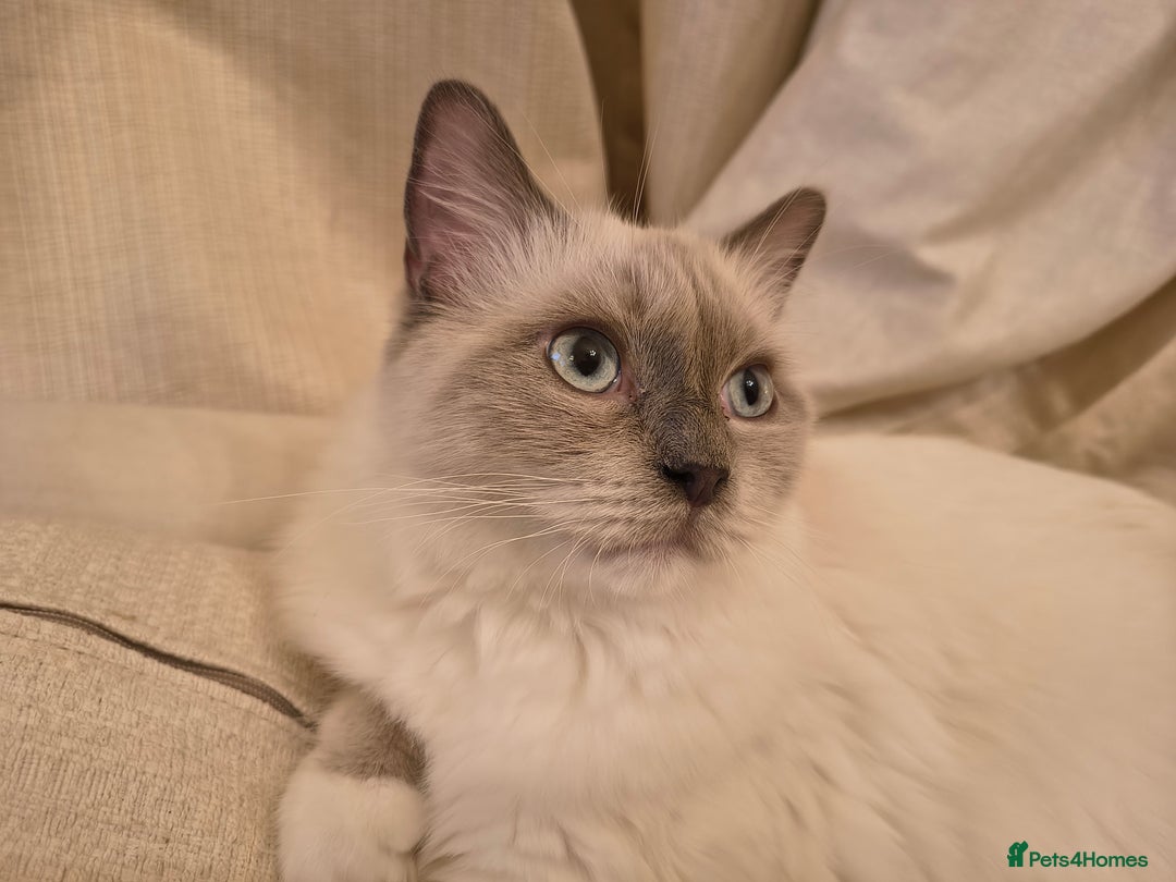 Ragdoll cats for sale: PEDIGREE RAGDOLL TICA REGISTERED - Image 5