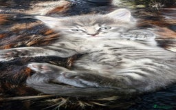 Maine Coon cats for sale: Maincoon cross Ragdoll kittens  - Image 13