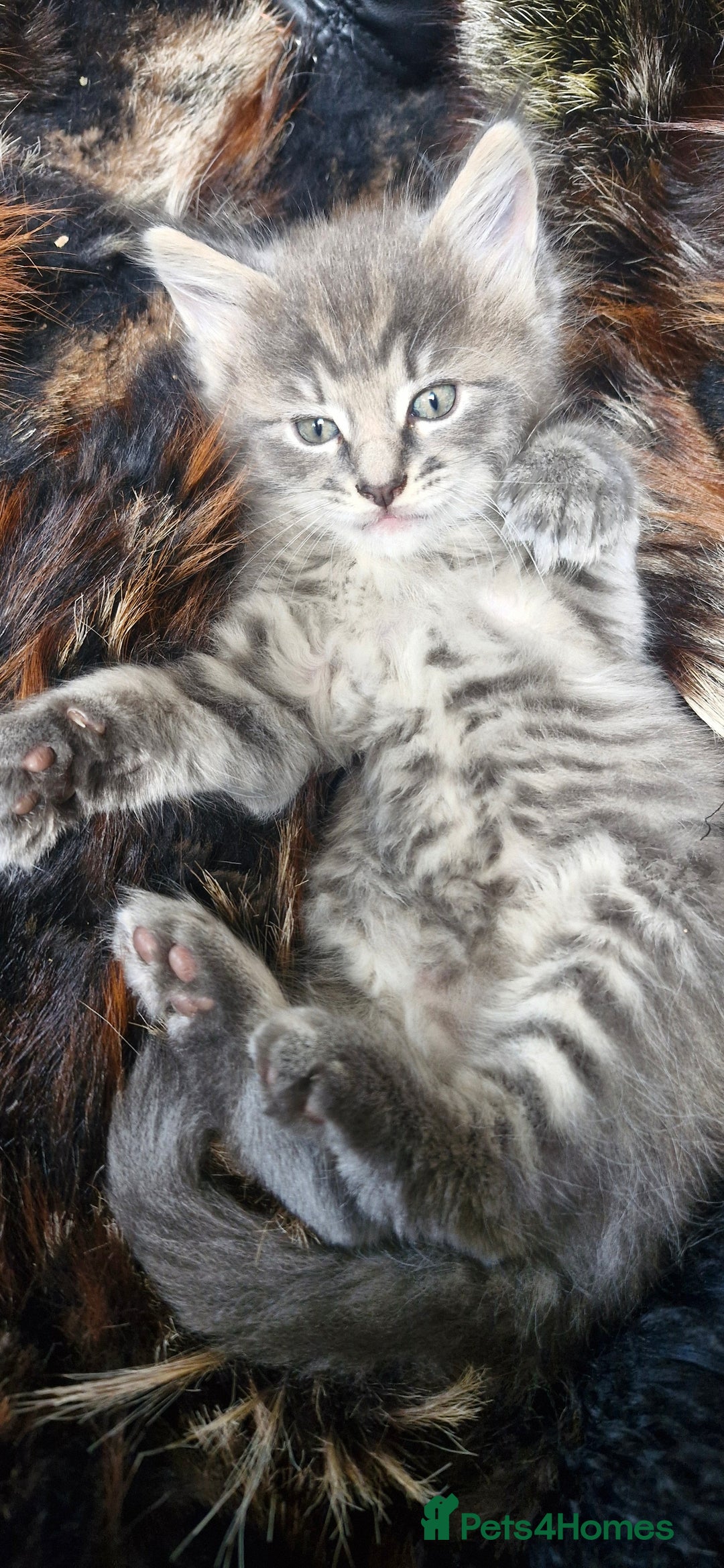 Maine Coon cats for sale: Maincoon cross Ragdoll kittens  - Image 13