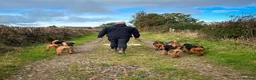 Airedale Terrier dogs for sale: 💕 QUALITY FRIENDLY KC AIREDALE TERRIERS 💕 - Advert 6