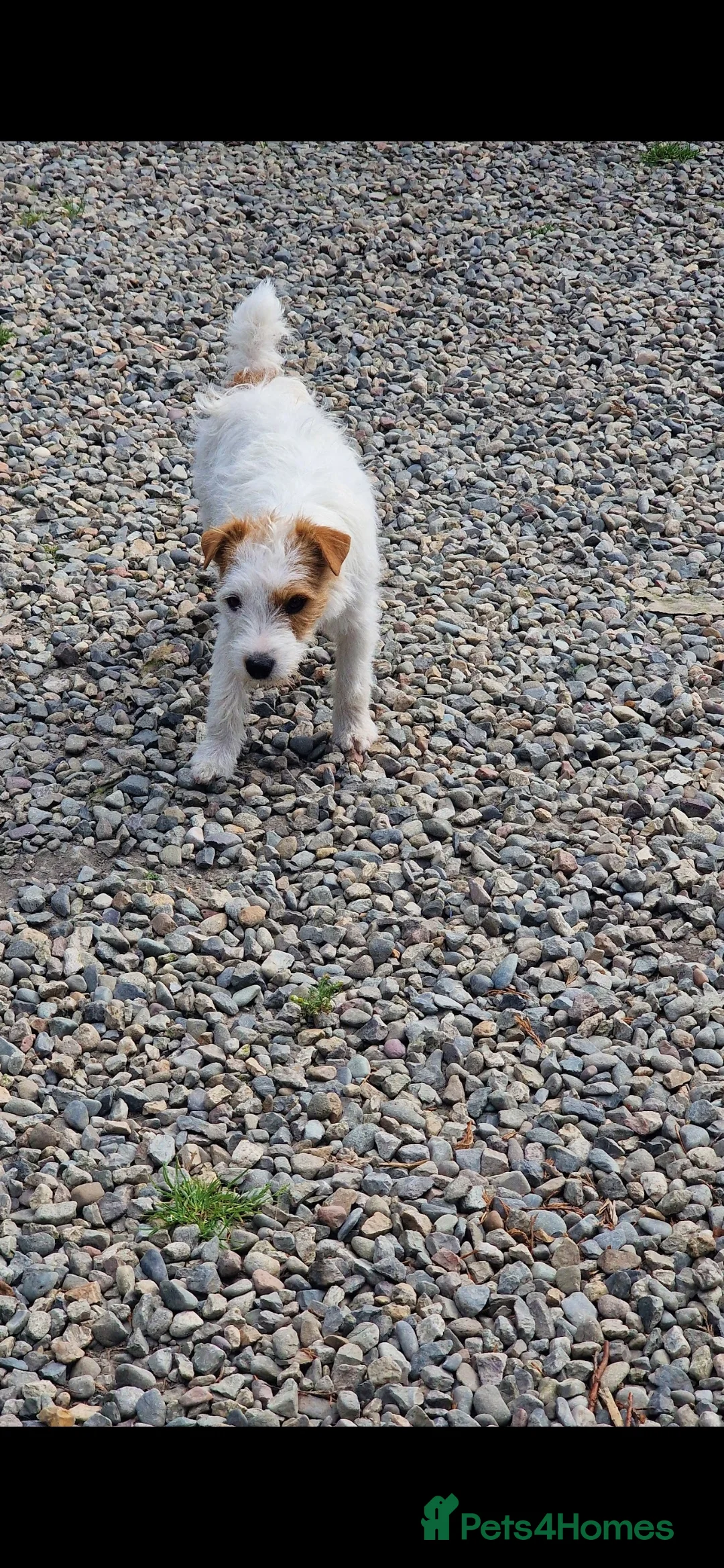 Jack Russell dogs for sale: 6 Jack Russell puppies  - Advert 2