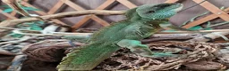 Dragon reptiles for sale: Chinese water dragon. in Bournemouth - Advert 4