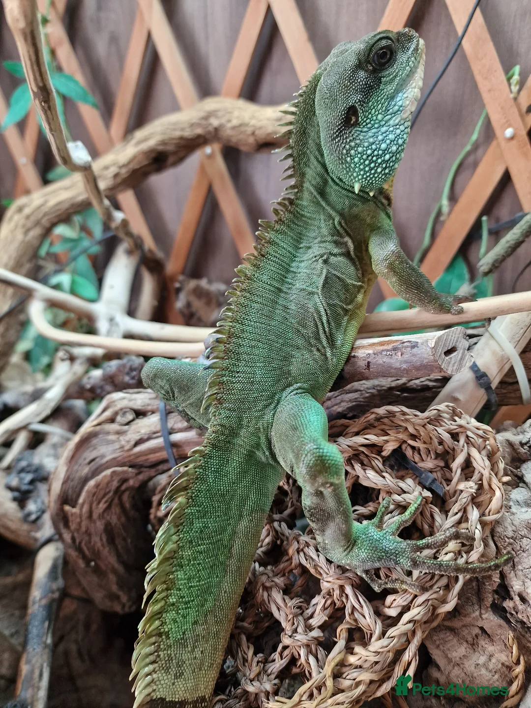 Dragon reptiles for sale: Chinese water dragon. in Bournemouth - Advert 4