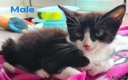 Mixed Breed cats for sale: 4 adorable kittens looking for their forever homes - Image 2