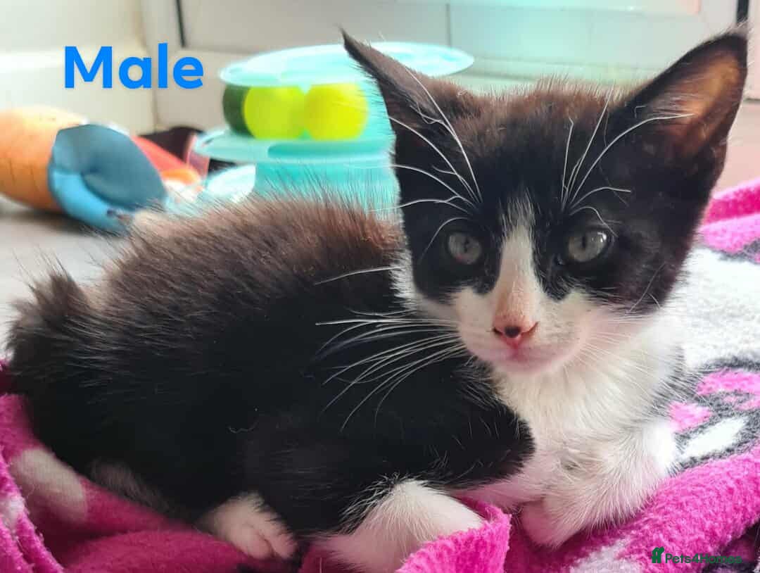 Mixed Breed cats for sale: 4 adorable kittens looking for their forever homes - Image 2