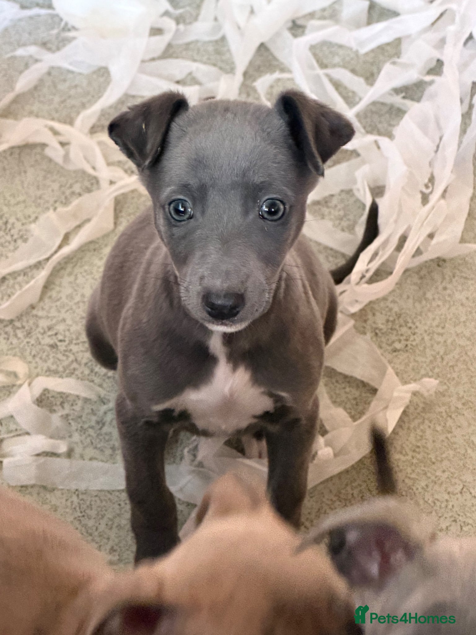 Whippet dogs Stunning KC reg whippet puppies Last two available - Advert 2