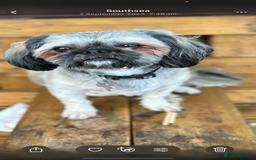 Shih Tzu dogs for sale: Shihtzu puppies - Image 6