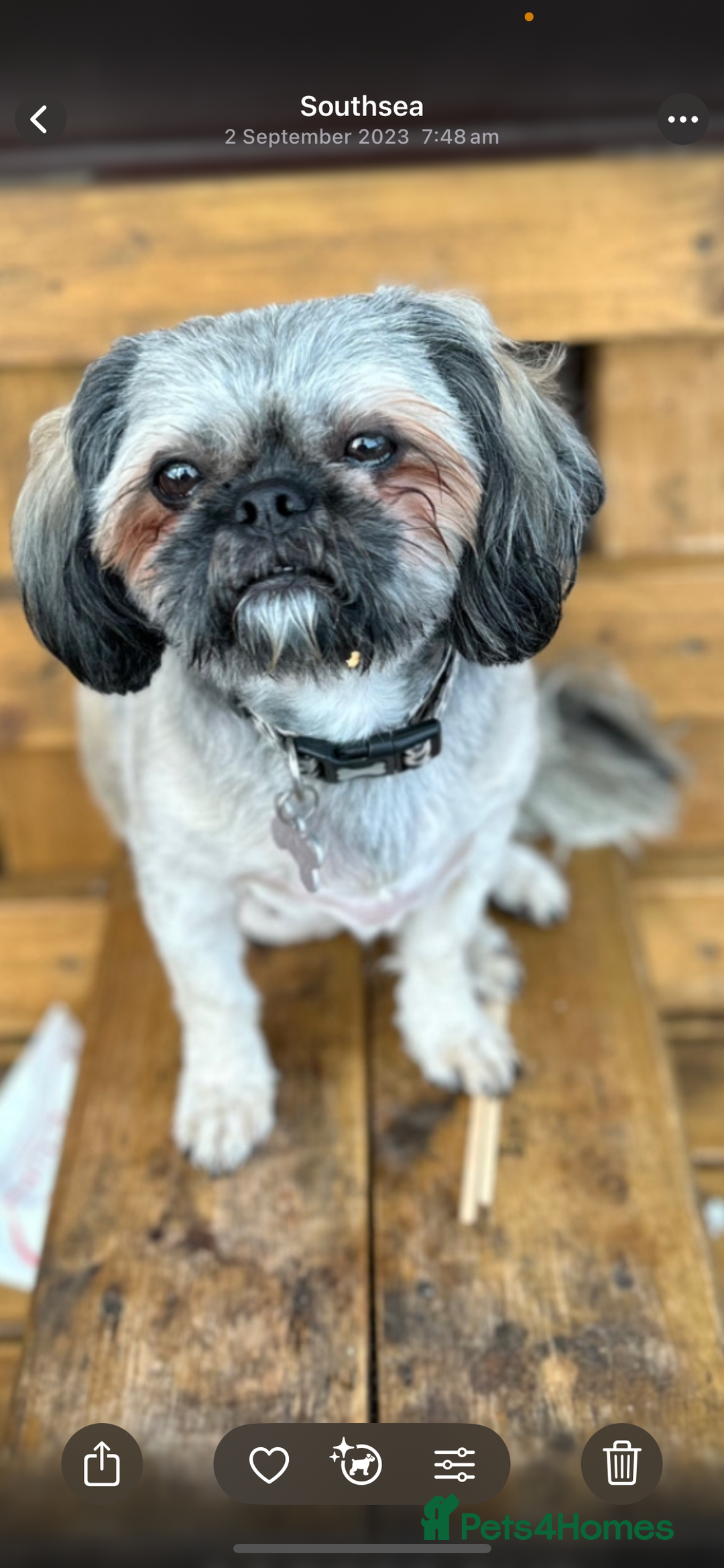 Shih Tzu dogs for sale: Shihtzu puppies - Image 6
