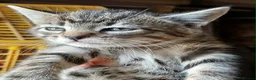 Domestic Shorthair cats for sale: Beautiful Kittens for sale - Advert 4