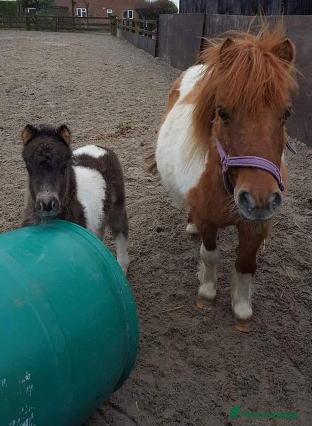 Shetland pony horses for sale: Glenmarsh holly - Image 7