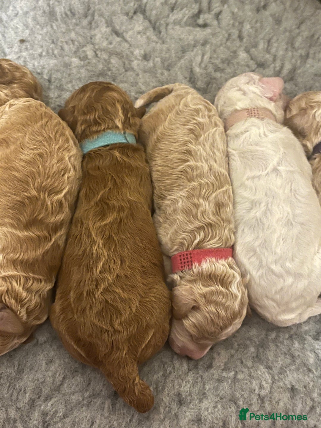 Poochon dogs for sale: Beautiful Poochon puppies for sale  - Advert 22