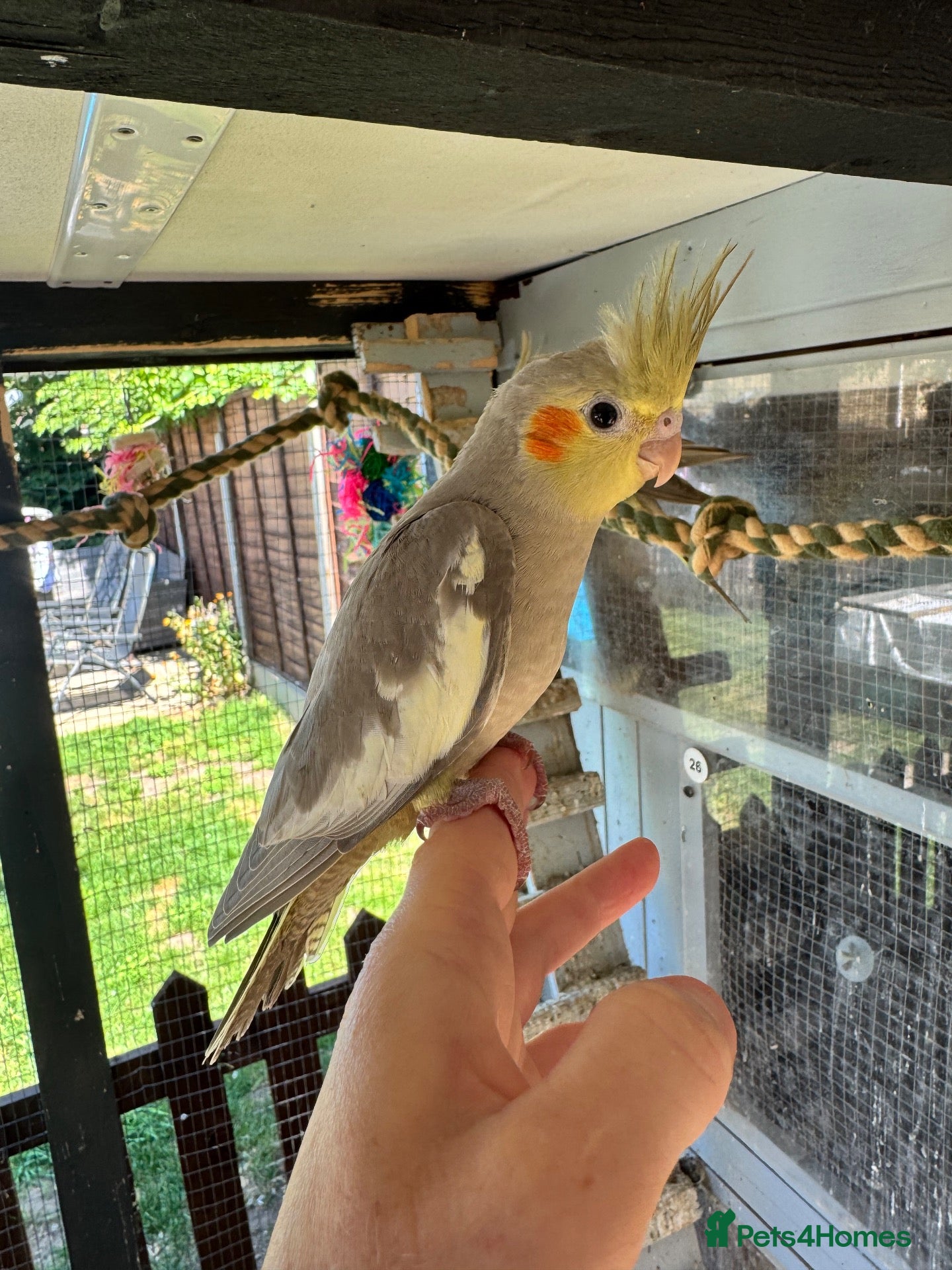 Cockatiels birds Pair of baby cinnamon cockatiels  - Advert 1