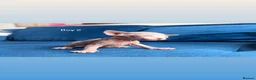 Sphynx cats for sale: 5 stunning sphynx kittens and 1 crazy one - Advert 4