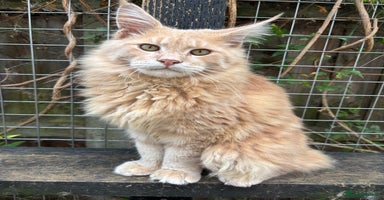 Maine Coon cats - Advert 10