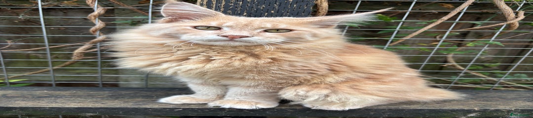 Maine Coon Kitten 1