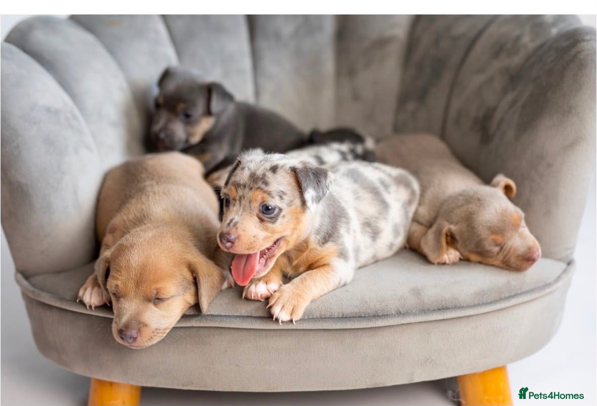 Mixed Breed dogs Jack Russell puppies Rainbow 🌈 litter  - Advert 1