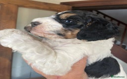 Cockapoo dogs for sale: Cockerpoo ready now blue roan tri - Image 5