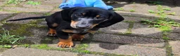 Dachshund dogs for sale: Mega cute half long haired dachshund puppies  - Advert 5
