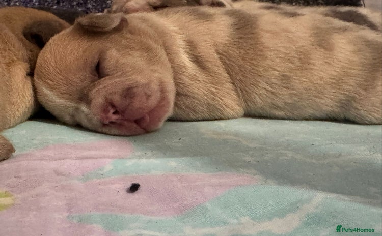 French Bulldog dogs - Advert 1