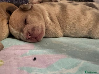 French Bulldog dogs - Advert 1