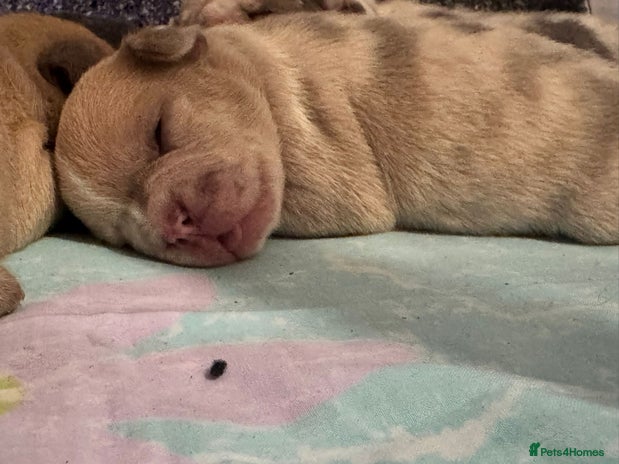 French Bulldog dogs - Advert 1