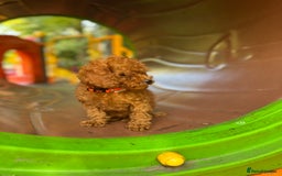 Toy Poodle dogs for sale: Adorable Toy Poodle Puppies  - Image 7