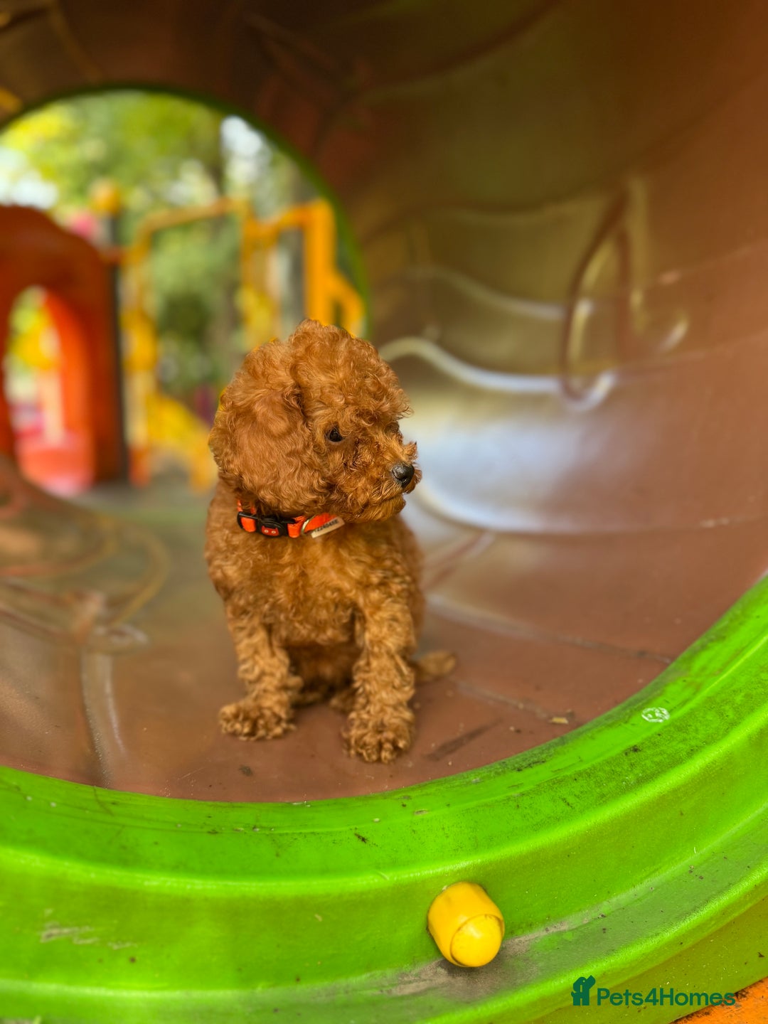 Toy Poodle dogs for sale: Adorable Toy Poodle Puppies  - Image 7