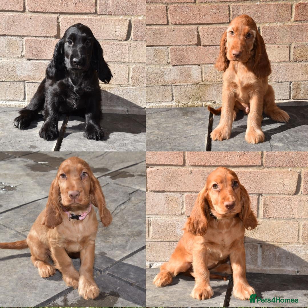 Cocker Spaniel dogs Fully Injected  Ready Now Kc Reg Show Type  - Advert 6