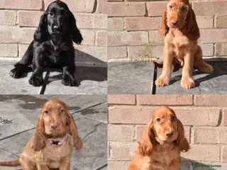 Cocker Spaniel dogs Fully Injected Ready Now Kc Reg Show Type - Advert 6