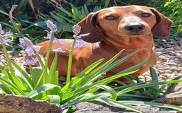 Dachshund dogs for stud: Beautiful Red Dachshund for Stud ONLY - Image 10