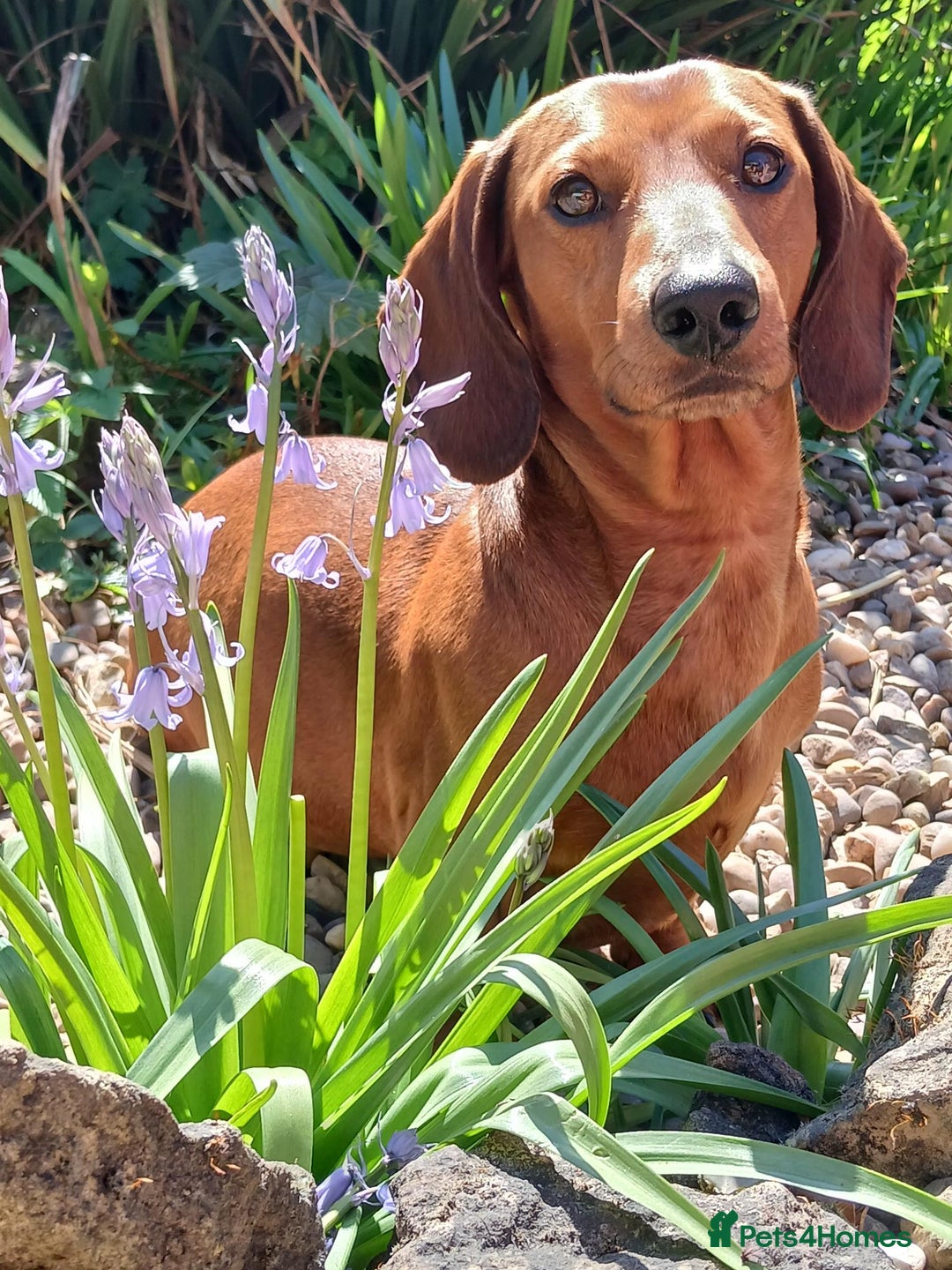 Dachshund dogs for stud: Beautiful Red Dachshund for Stud ONLY - Image 10