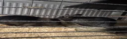 Chinchilla rodents for sale: Bonded Male Chinchillas (3 Yrs) + Everything in York - Advert 1