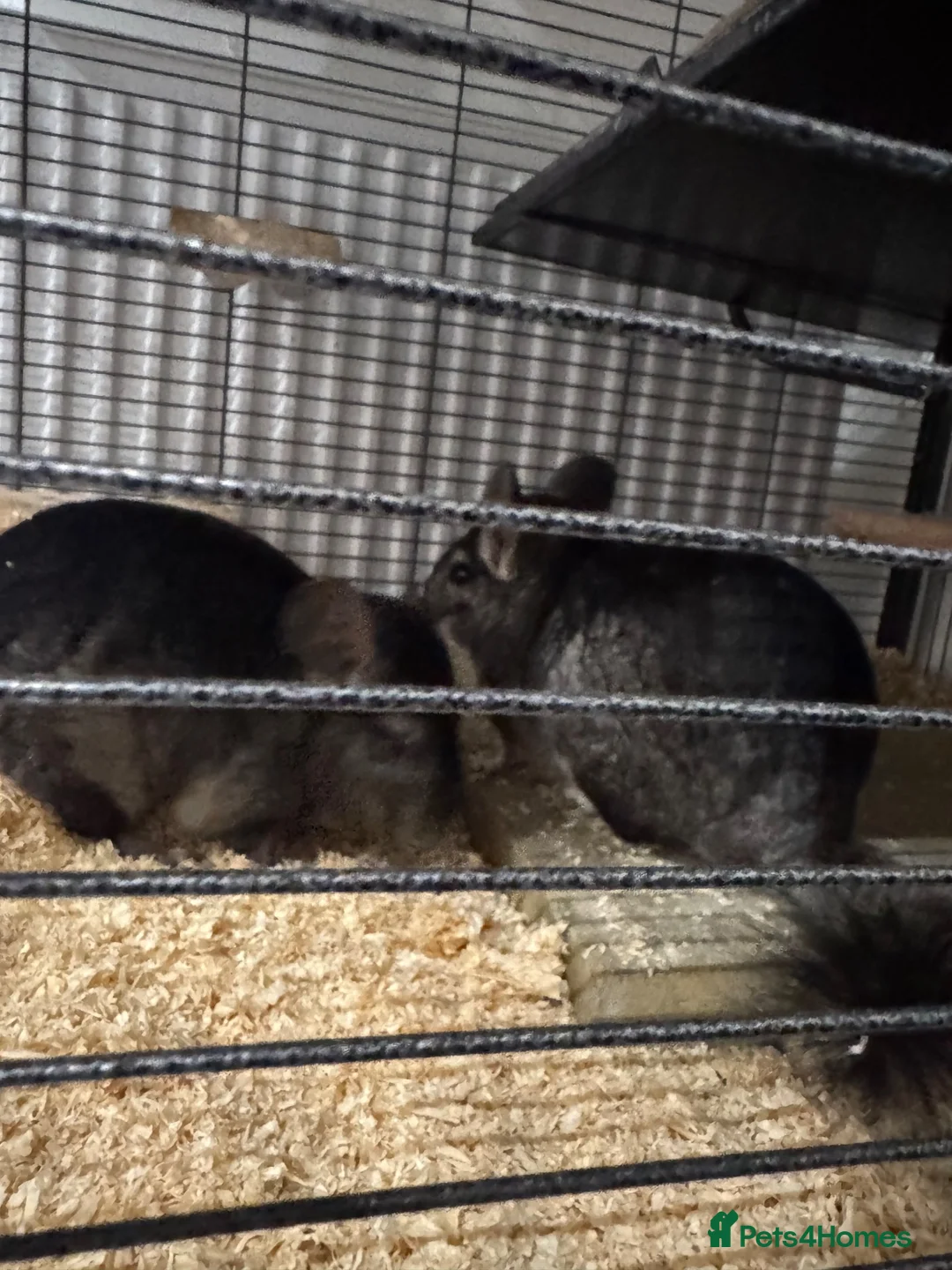 Chinchilla rodents for sale: Bonded Male Chinchillas (3 Yrs) + Everything in York - Advert 1