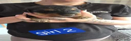 Airedale Terrier dogs for sale: Airdale terror puppies - Advert 4