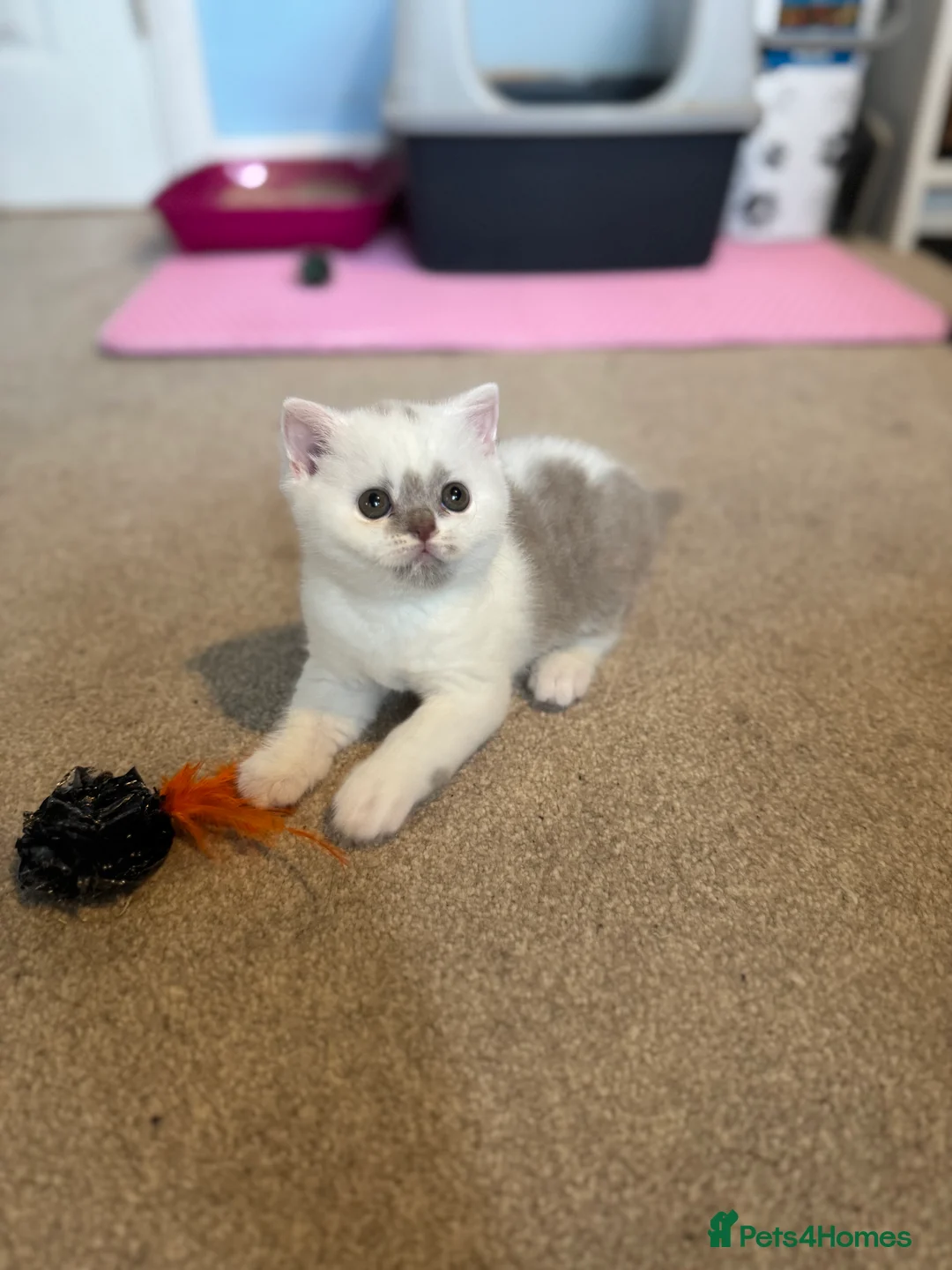 British Shorthair cats for sale: Tica reg lilac harlequin bsh  - Advert 2