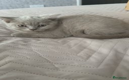 British Shorthair cats for sale: Lilac British Shorthair  - Image 1