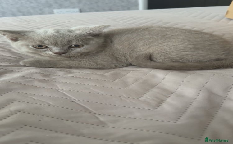 British Shorthair cats - Advert 2